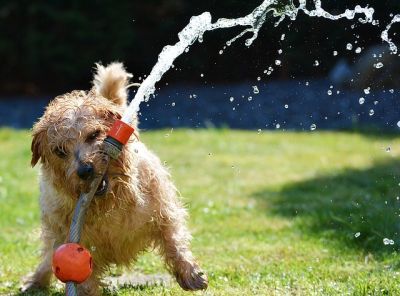 pixabay_dog-1310545 pixabay_dog-1310545